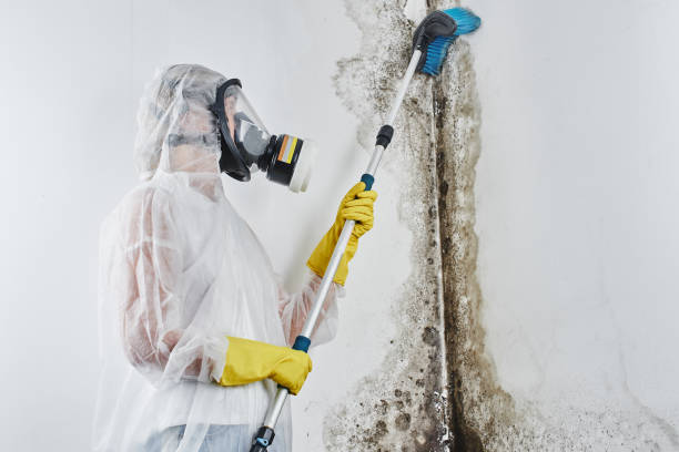 Mold Testing and Removal in Wharton, TX