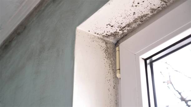 Best Crawl Space Mold Removal  in Wharton, TX