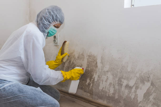 Best Mold Remediation  in Wharton, TX