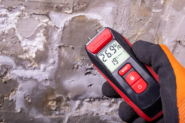 Best Local Mold Removal Service  in Wharton, TX