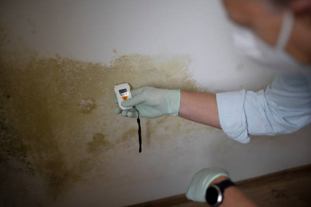 Best Certified Mold Removal  in Wharton, TX