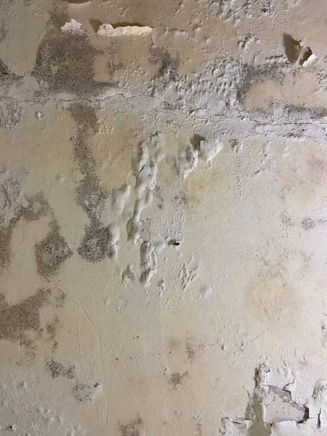 Best Mold Testing  in Wharton, TX