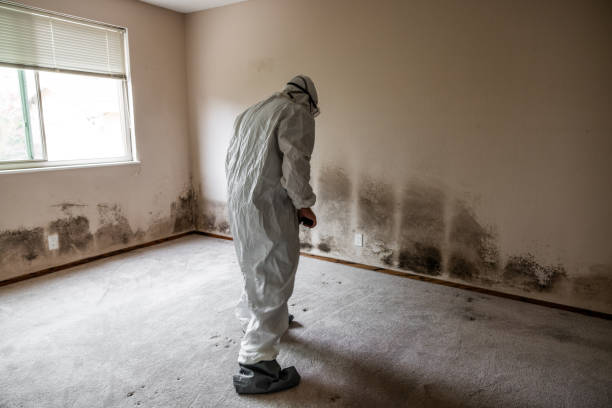Reliable Wharton, TX Mold Removal Solutions